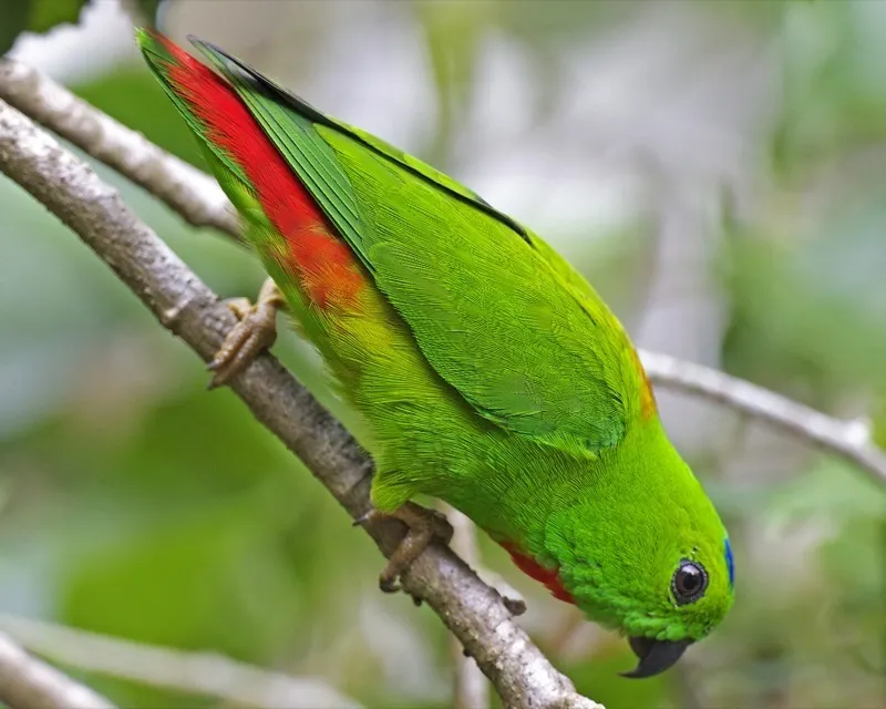 蓝顶短尾鹦鹉(Loriculus galgulus)