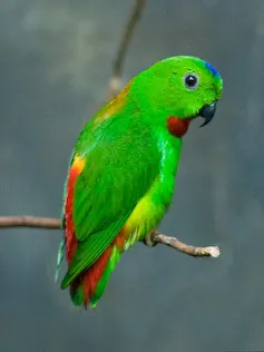蓝顶短尾鹦鹉(Loriculus galgulus)