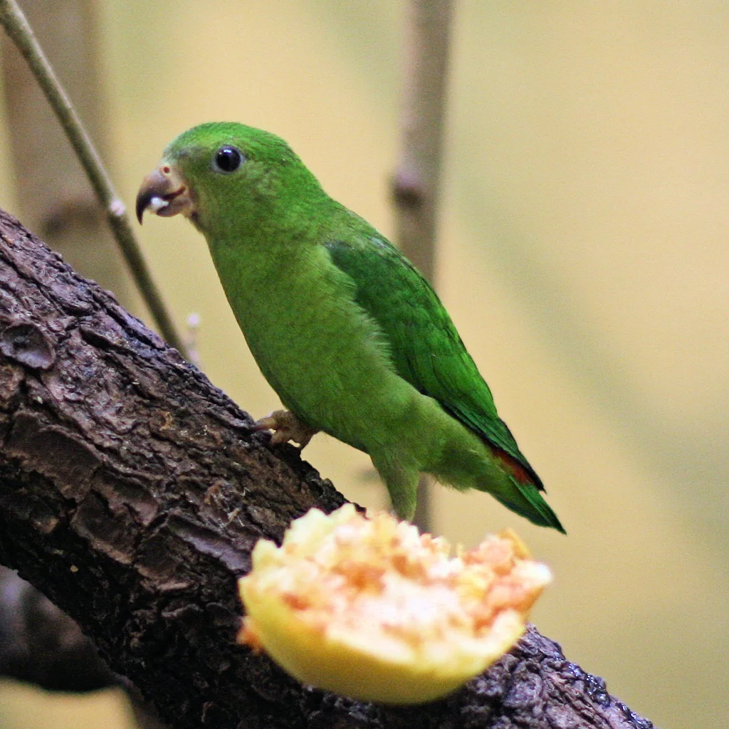 蓝顶短尾鹦鹉(Loriculus galgulus)