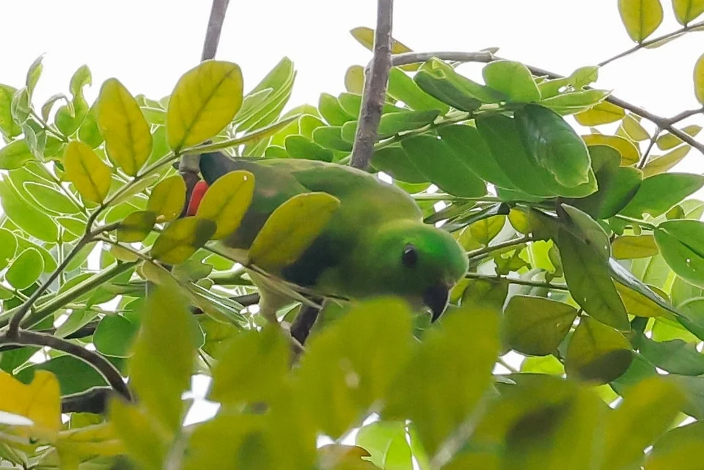 蓝顶短尾鹦鹉(Loriculus galgulus)