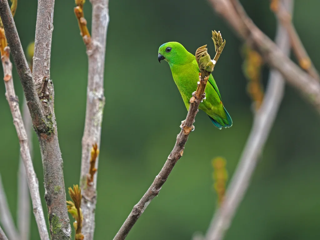 蓝顶短尾鹦鹉(Loriculus galgulus)