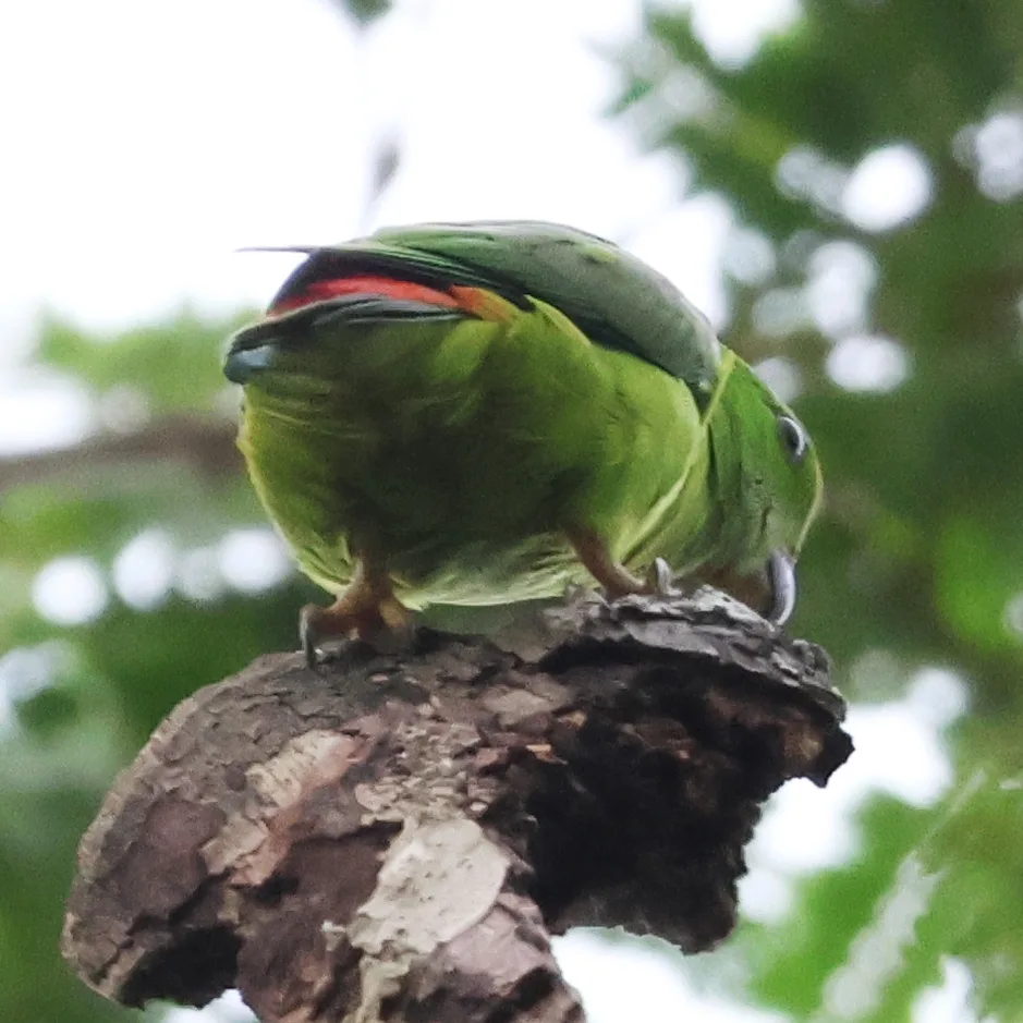 蓝顶短尾鹦鹉(Loriculus galgulus)