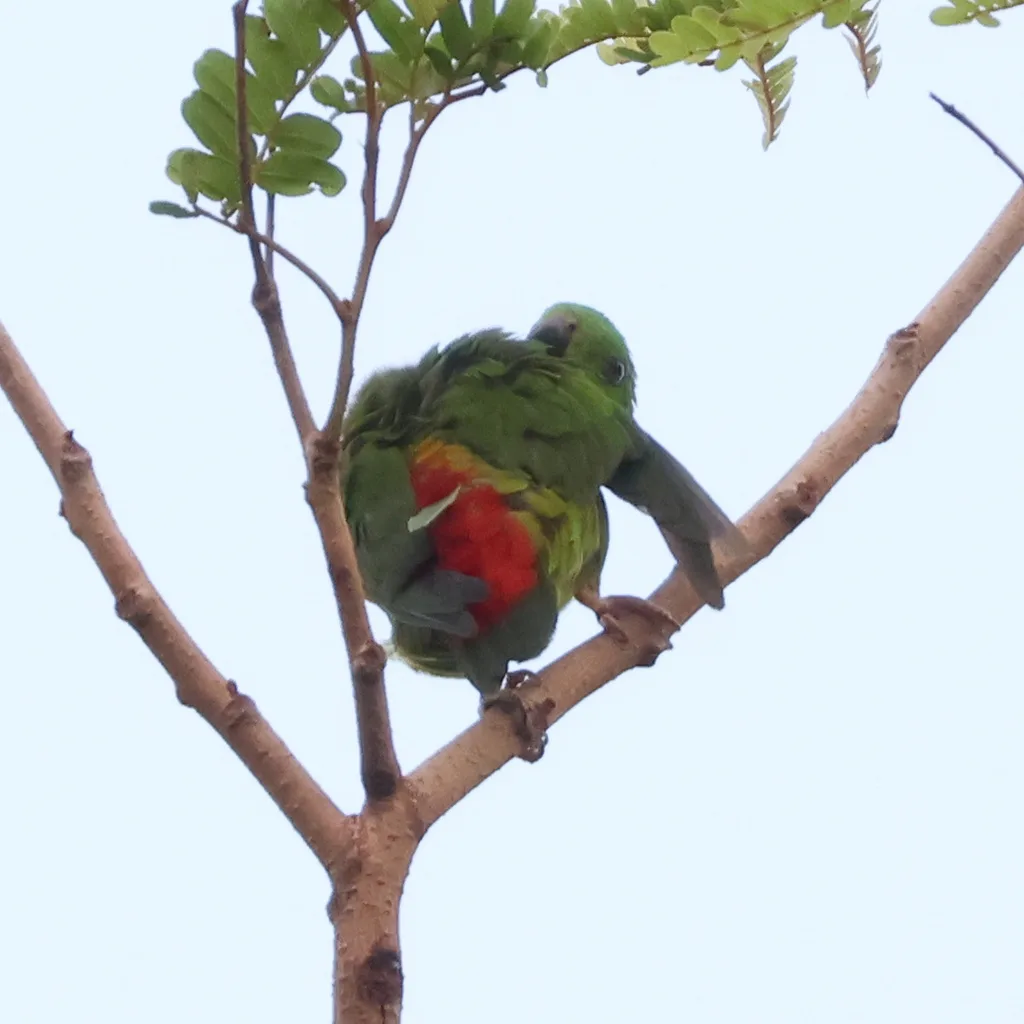 蓝顶短尾鹦鹉(Loriculus galgulus)