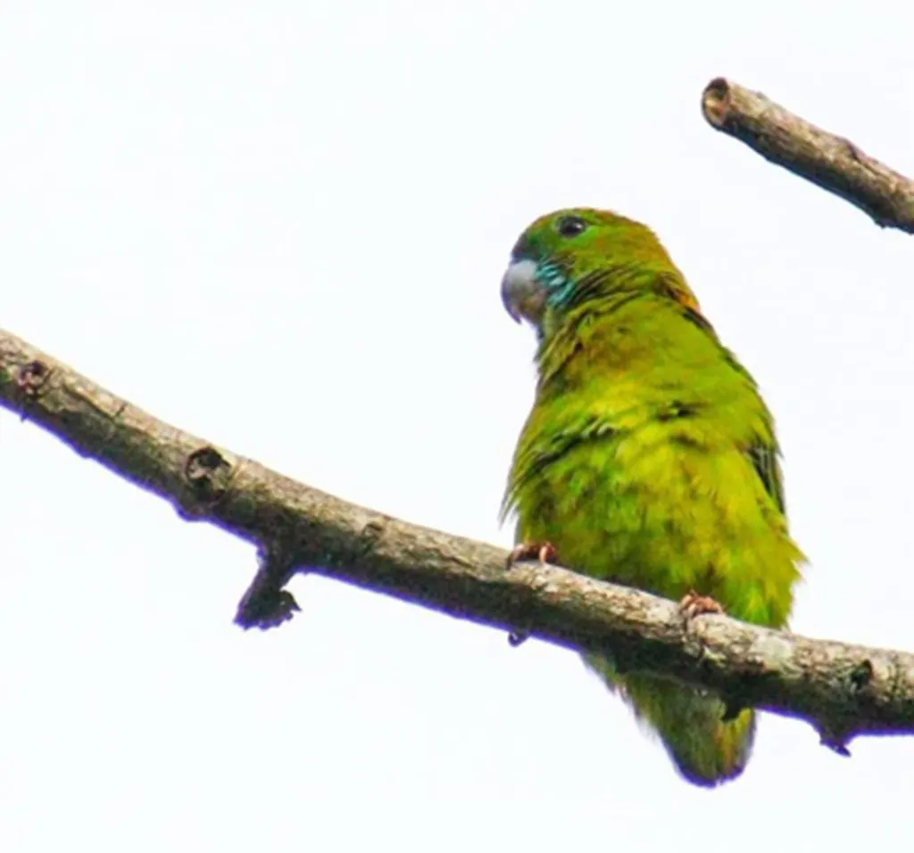 菲律宾短尾鹦鹉(Loriculus philippensis)