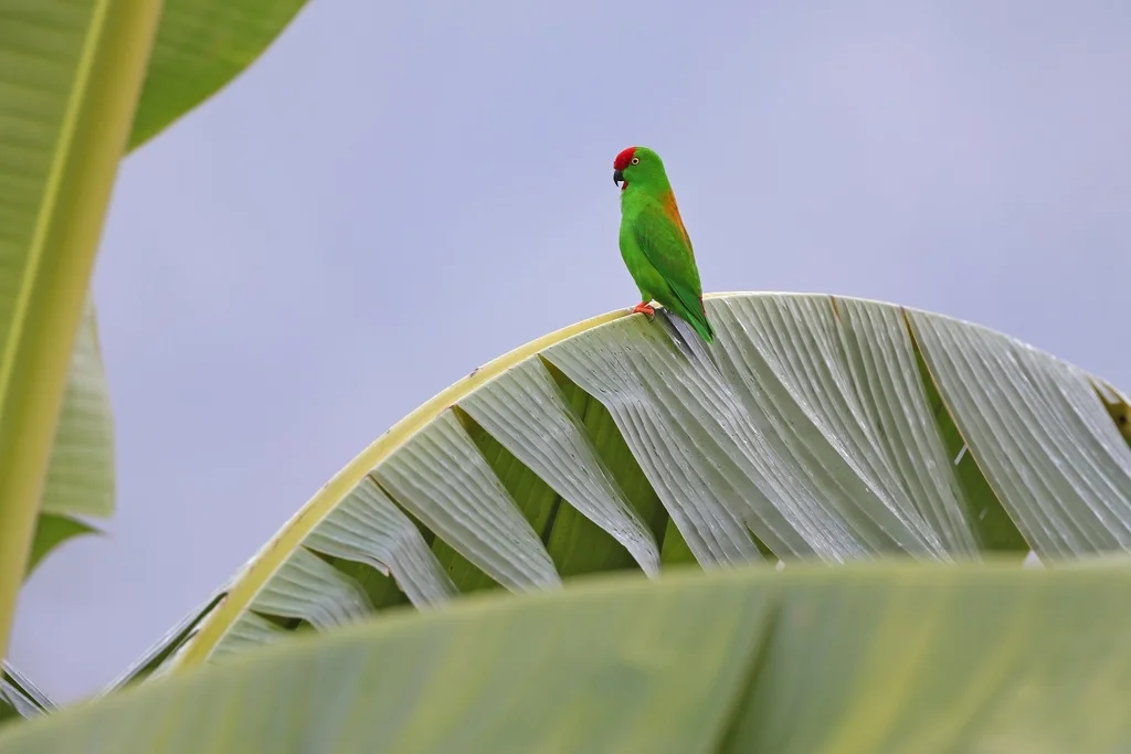 苏拉威西短尾鹦鹉(Loriculus stigmatus)