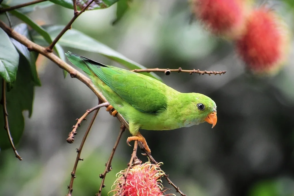 短尾鹦鹉(Loriculus vernalis)