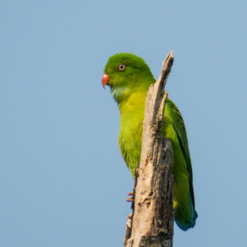 短尾鹦鹉(Loriculus vernalis)