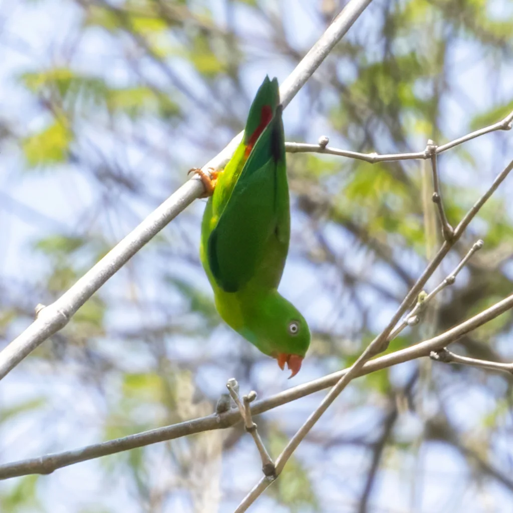短尾鹦鹉(Loriculus vernalis)