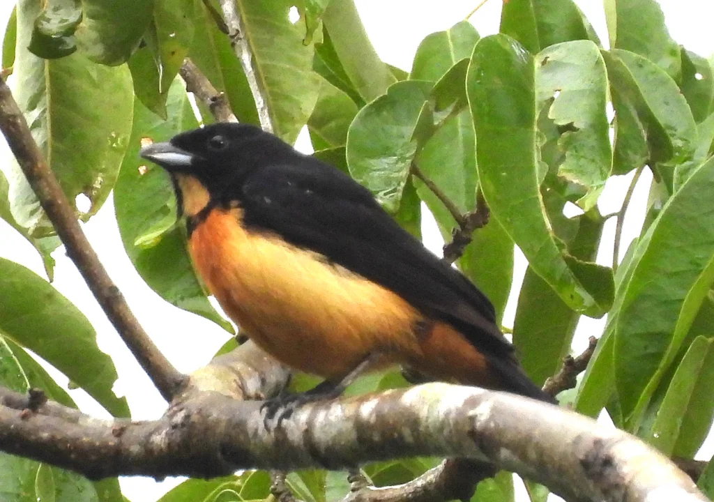 黄顶黑唐纳雀(Loriotus rufiventer)
