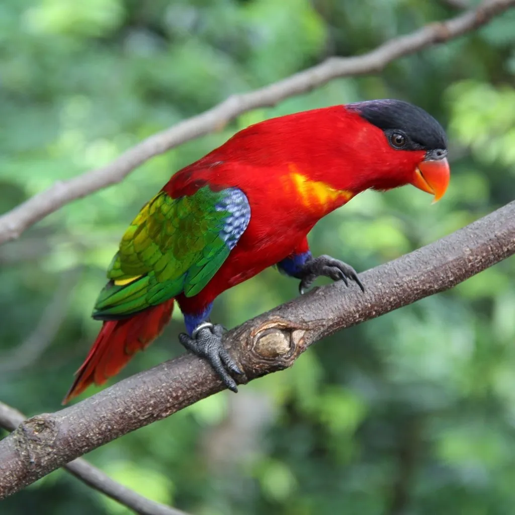 紫枕鹦鹉(Lorius domicella)