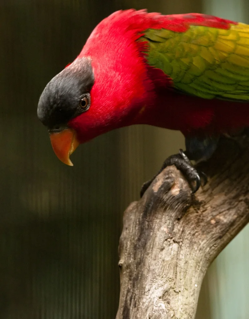 紫枕鹦鹉(Lorius domicella)