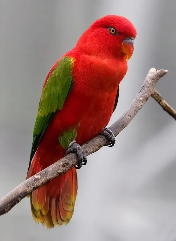 噪鹦鹉(Lorius garrulus)