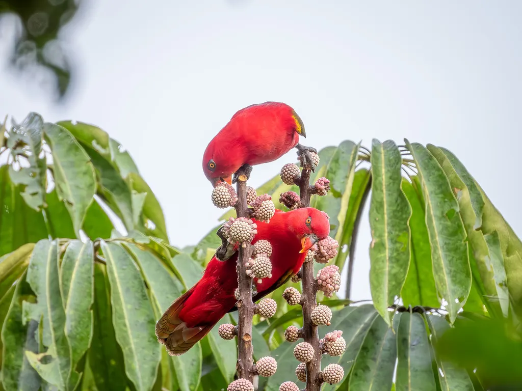 噪鹦鹉(Lorius garrulus)