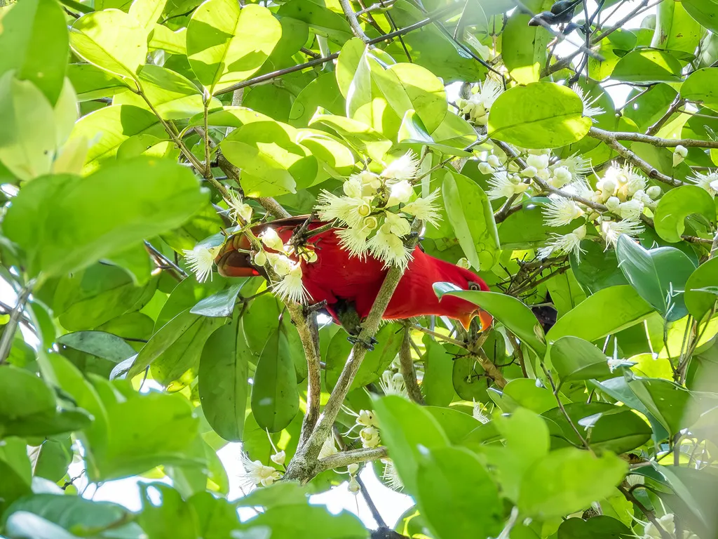 噪鹦鹉(Lorius garrulus)
