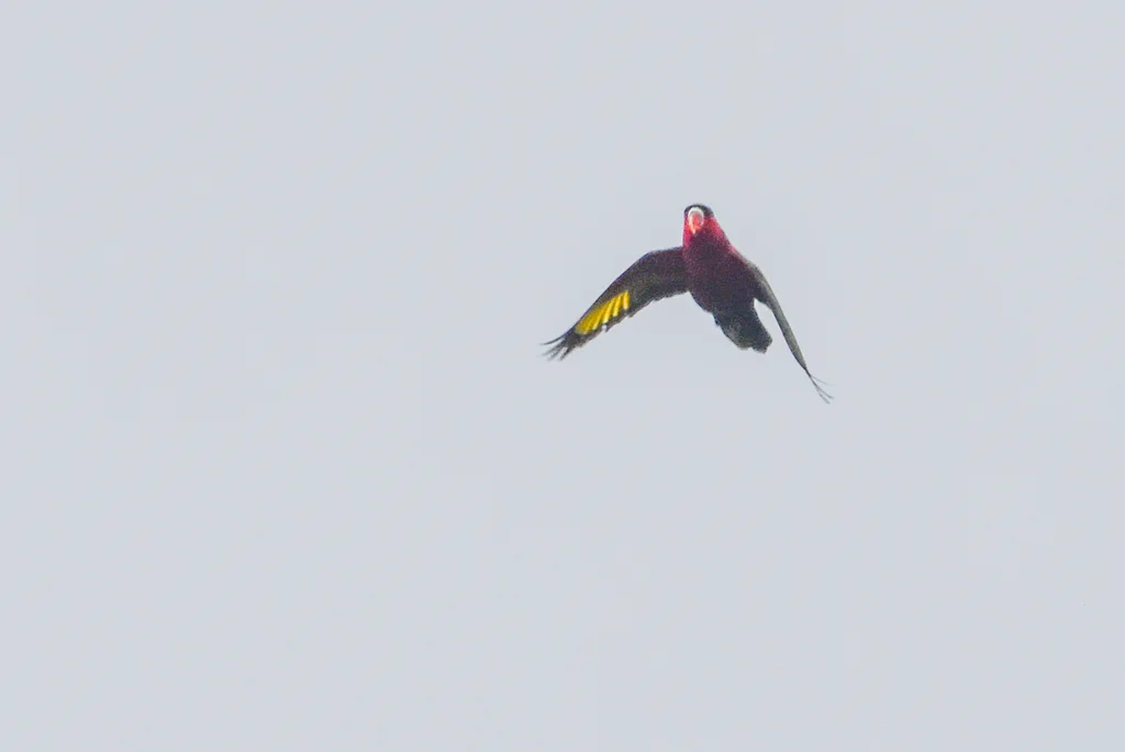 紫腹鹦鹉(Lorius hypoinochrous)