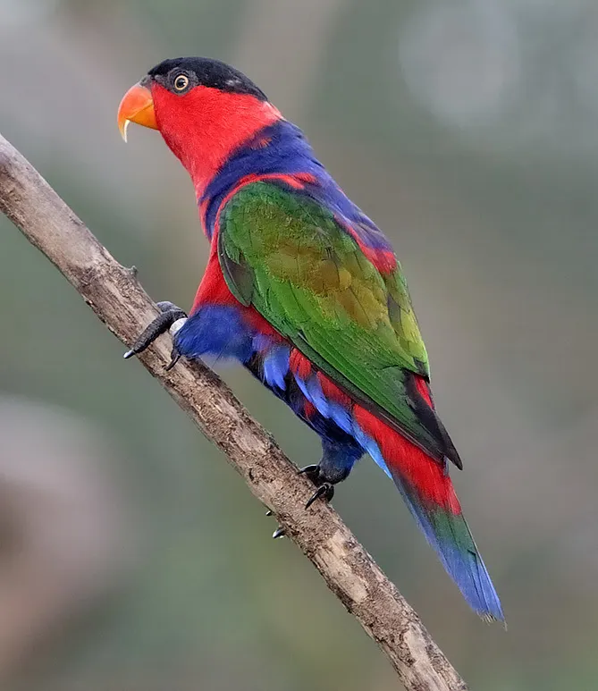 黑顶鹦鹉(Lorius lory)