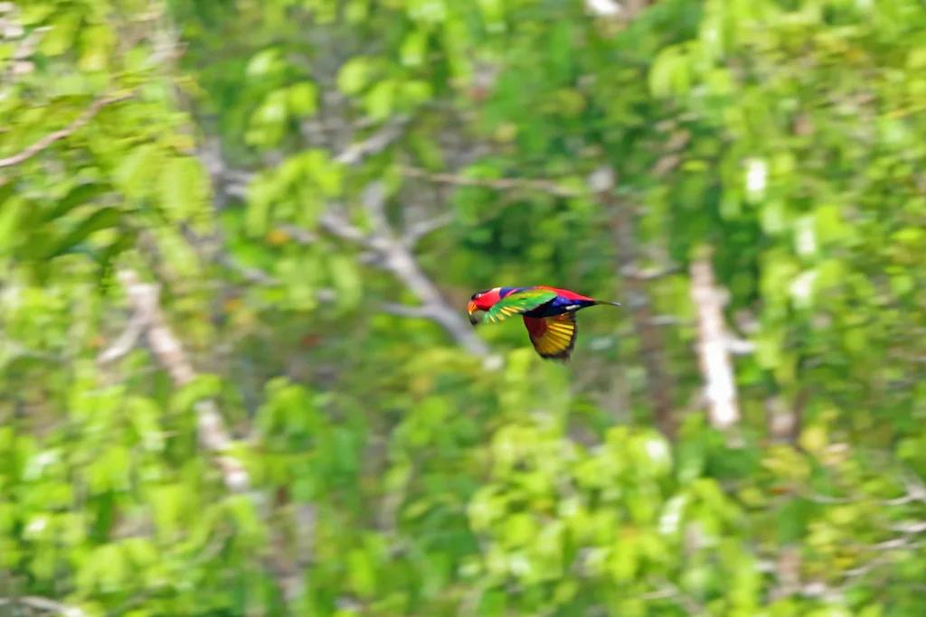 黑顶鹦鹉(Lorius lory)
