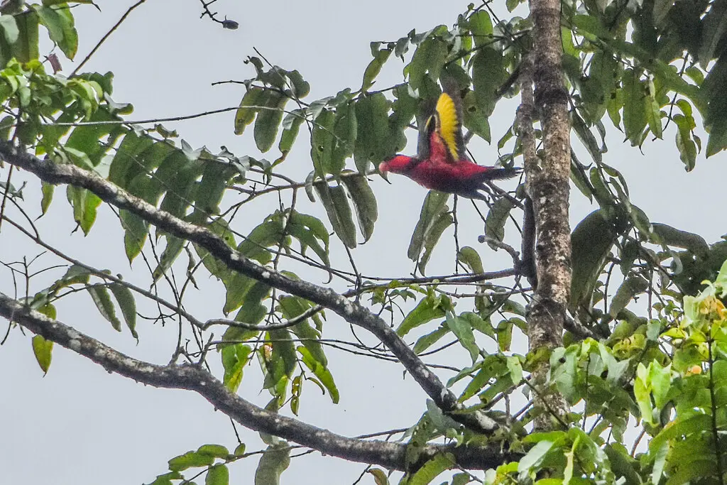 黑顶鹦鹉(Lorius lory)