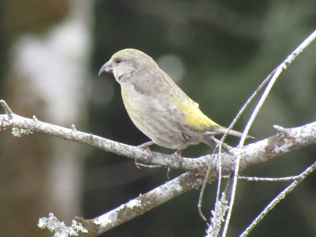 红交嘴雀(Loxia curvirostra)