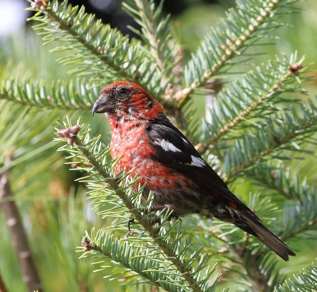 白翅交嘴雀(Loxia leucoptera)