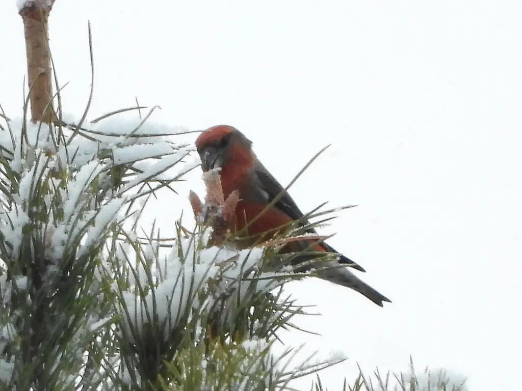 鹦交嘴雀(Loxia pytyopsittacus)