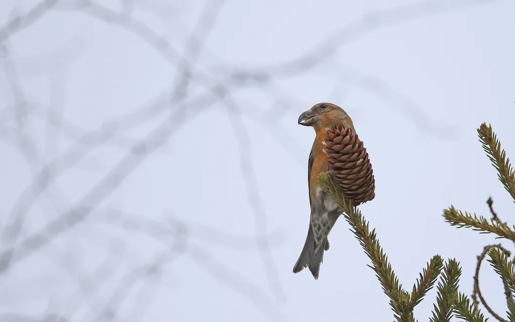 鹦交嘴雀(Loxia pytyopsittacus)