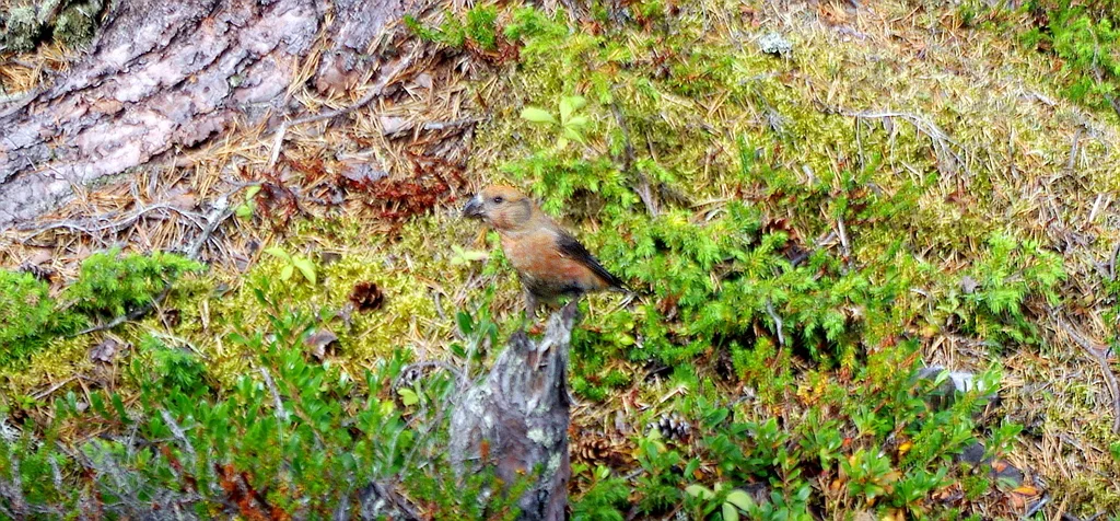 鹦交嘴雀(Loxia pytyopsittacus)