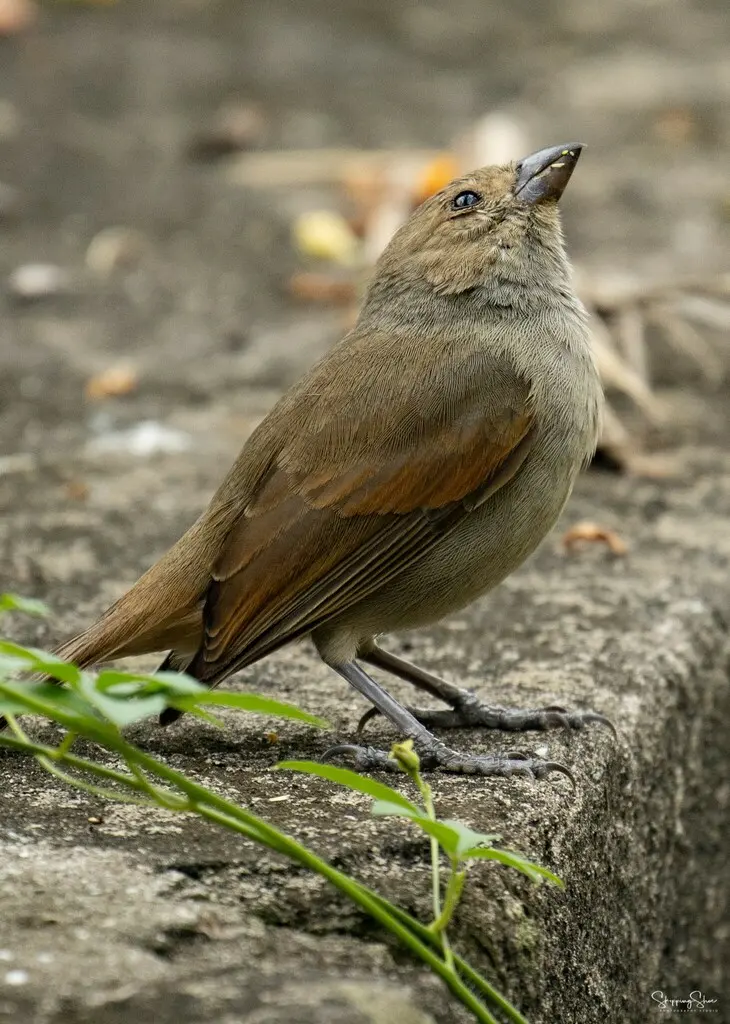 巴巴多斯牛雀（Loxigilla barbadensis）