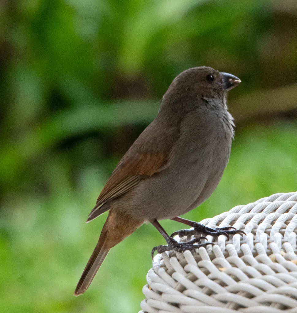 巴巴多斯牛雀（Loxigilla barbadensis）
