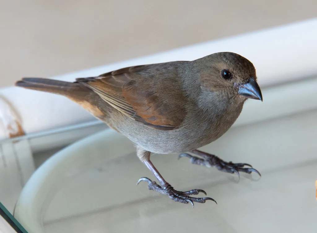 巴巴多斯牛雀（Loxigilla barbadensis）