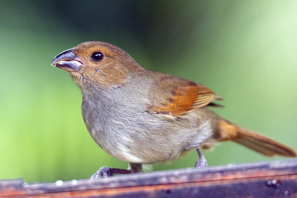 小安德牛雀(Loxigilla noctis)