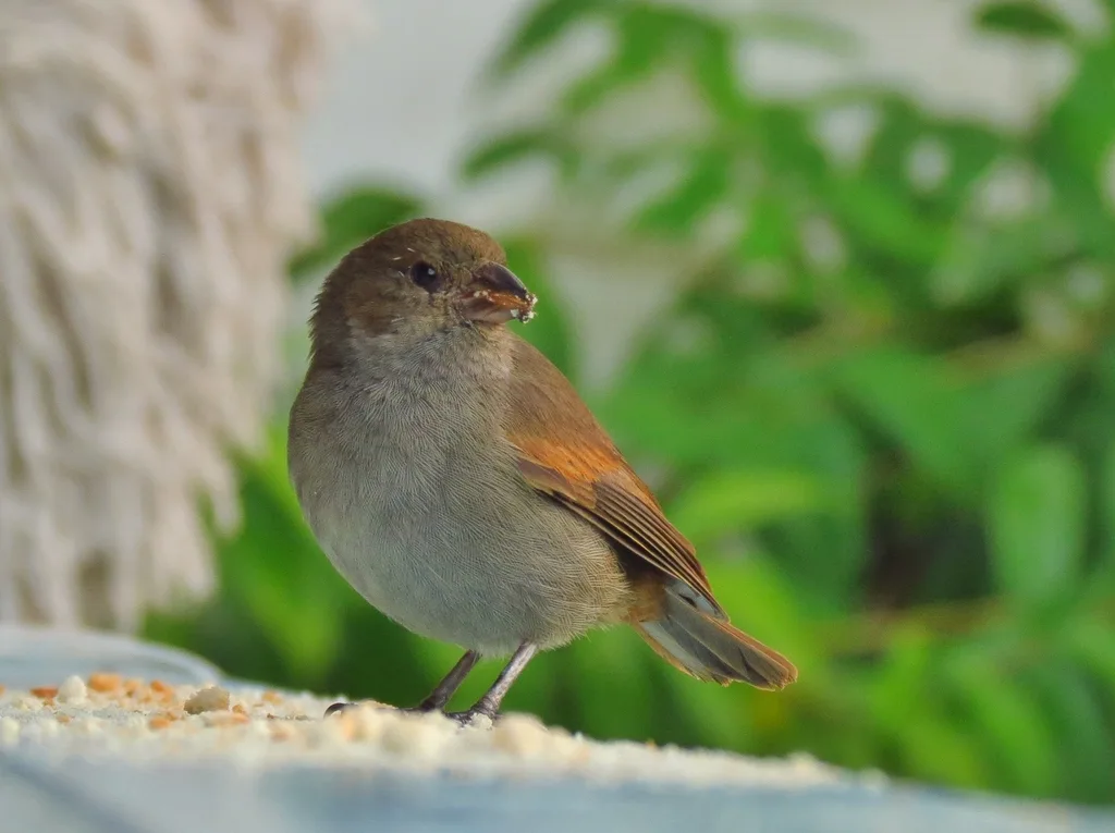 小安德牛雀(Loxigilla noctis)