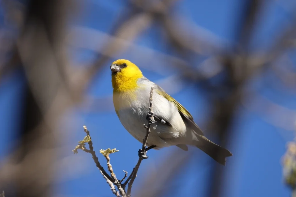 黄胸管舌雀(Loxioides bailleui)