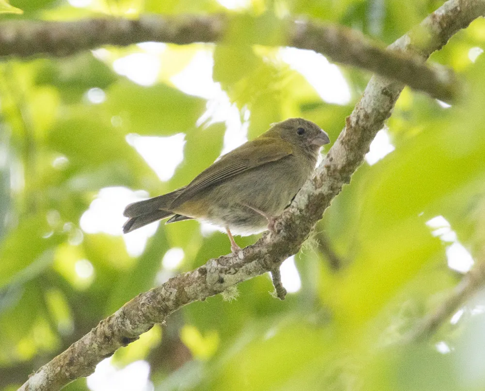 黄肩草雀(Loxipasser anoxanthus)