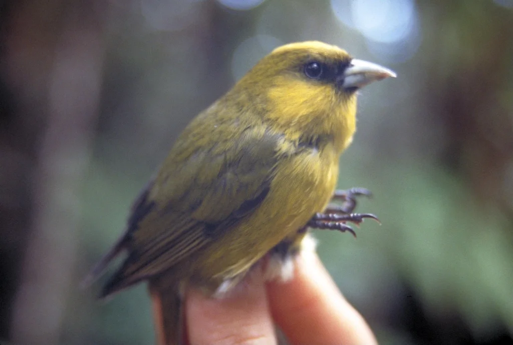 考岛管舌雀(Loxops caeruleirostris)