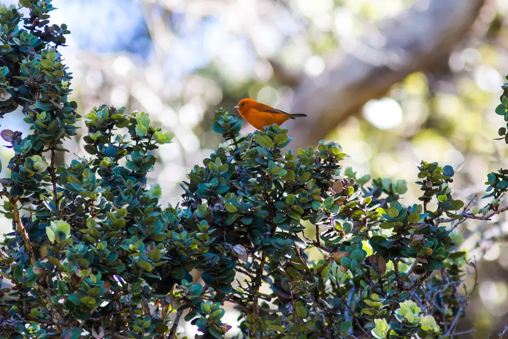 红管舌雀(Loxops coccineus)
