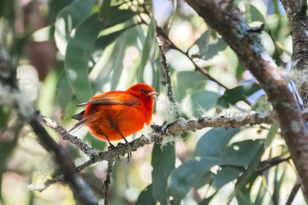 红管舌雀(Loxops coccineus)