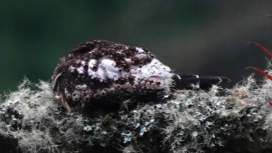 棕腹夜鹰(Lurocalis rufiventris)