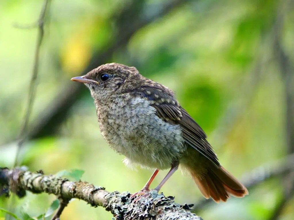 欧歌鸲(Luscinia luscinia)