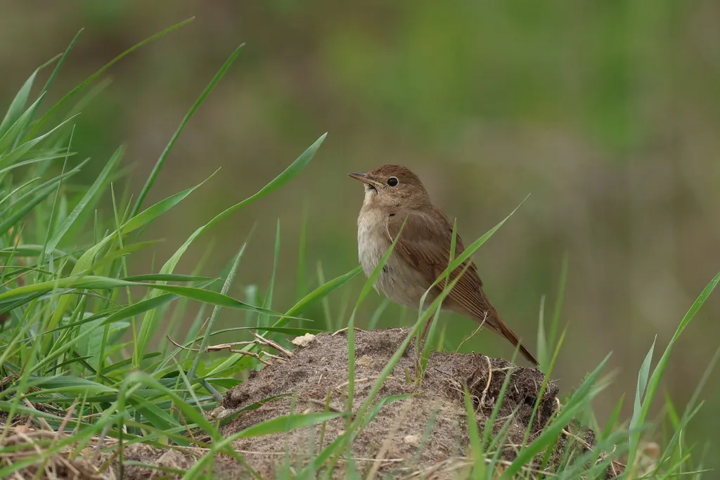 欧歌鸲(Luscinia luscinia)