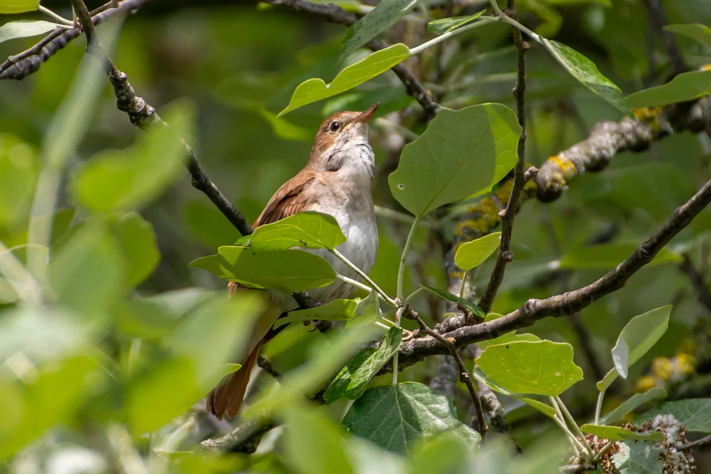 新疆歌鸲(Luscinia megarhynchos)