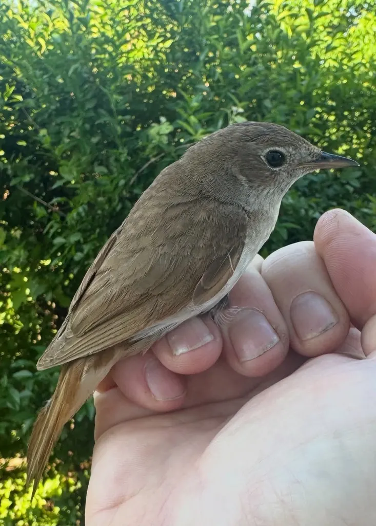 新疆歌鸲(Luscinia megarhynchos)