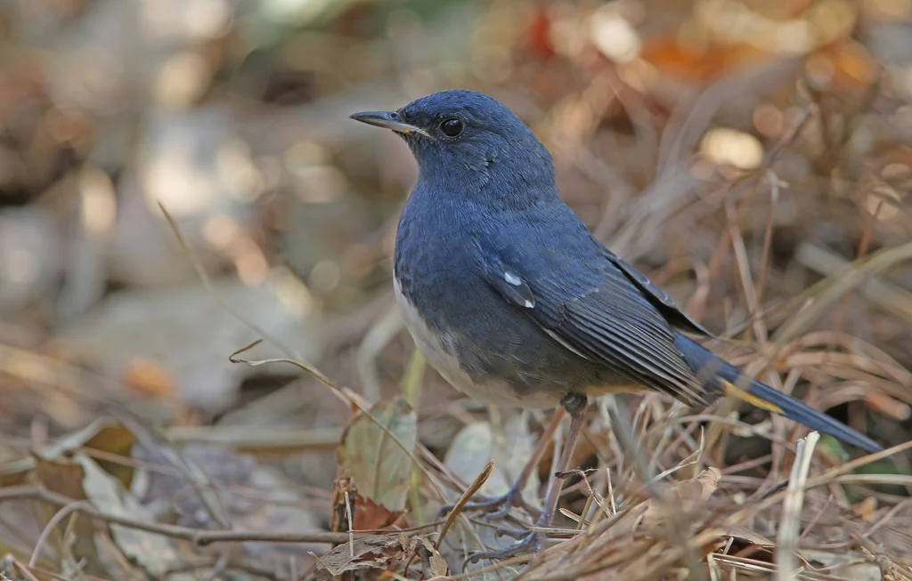 白腹短翅鸲(Luscinia phaenicuroides)
