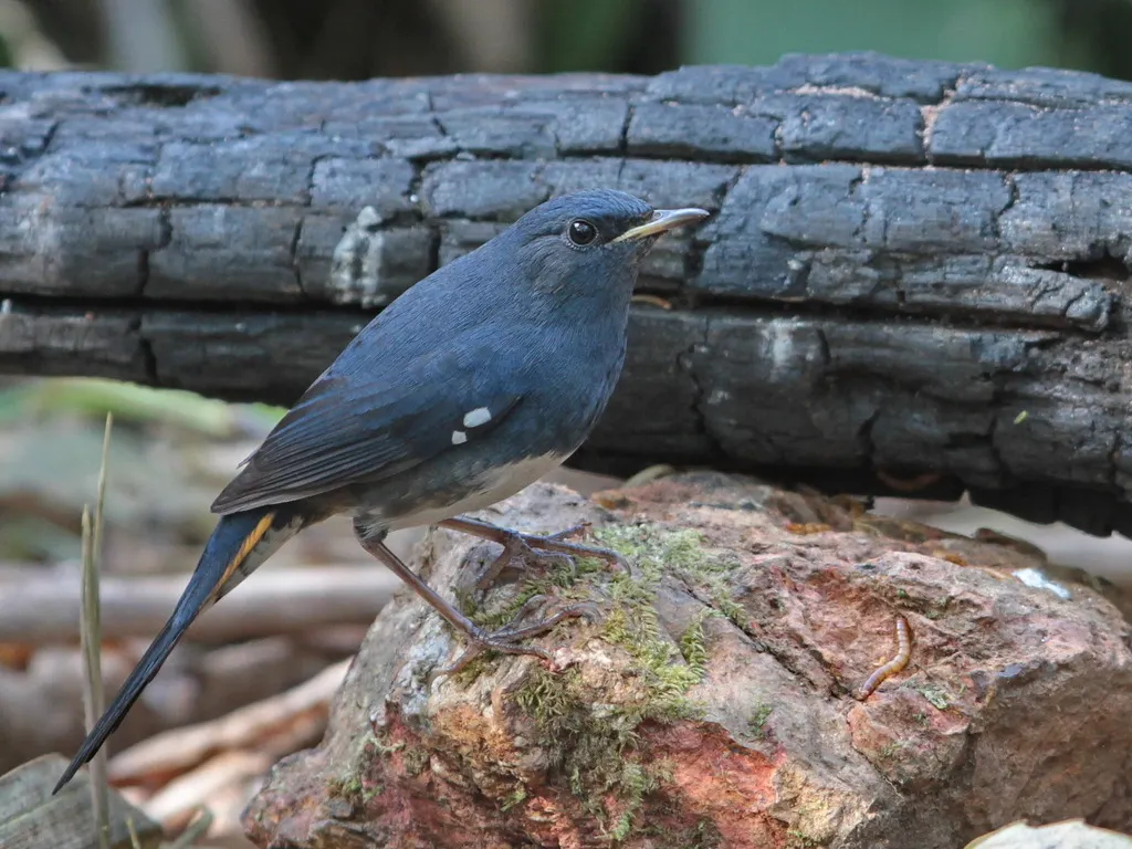 白腹短翅鸲(Luscinia phaenicuroides)