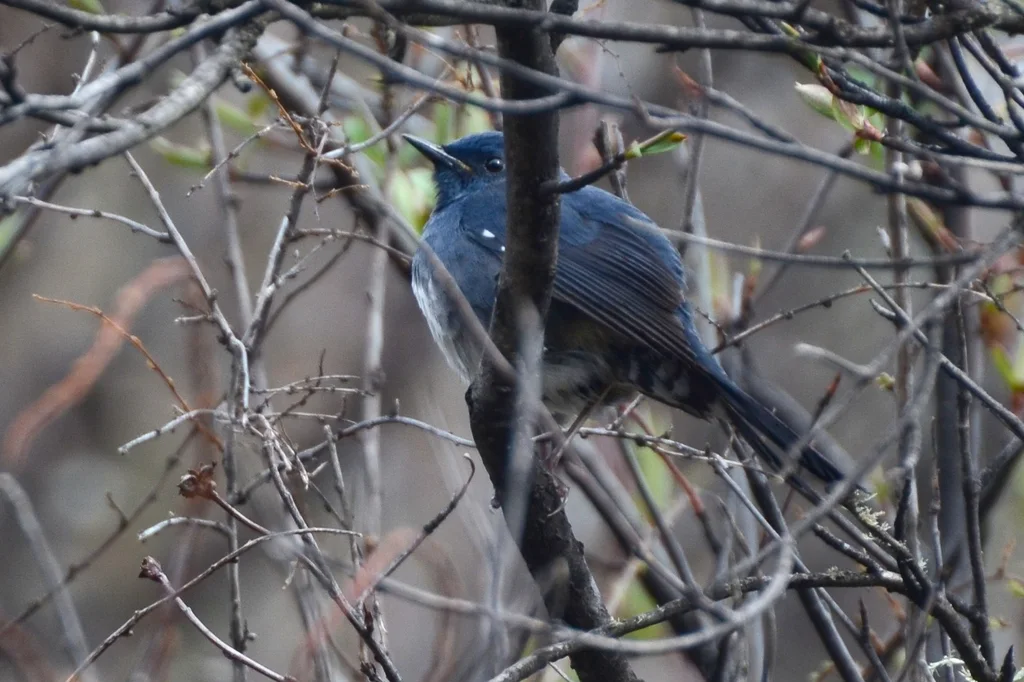 白腹短翅鸲(Luscinia phaenicuroides)