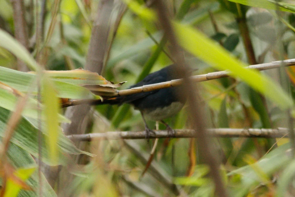 白腹短翅鸲(Luscinia phaenicuroides)