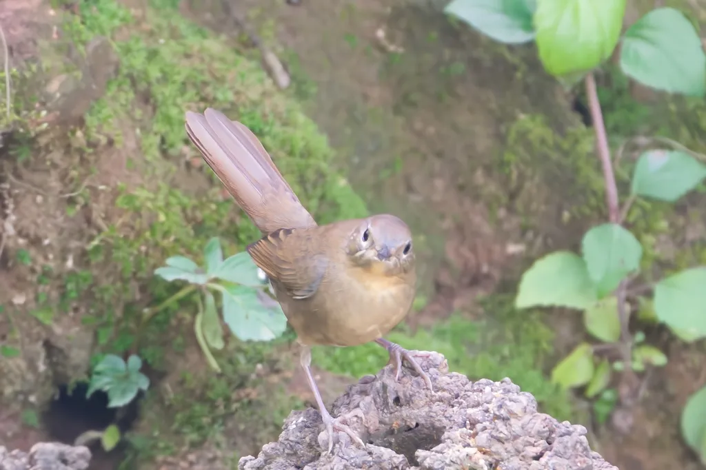 白腹短翅鸲(Luscinia phaenicuroides)