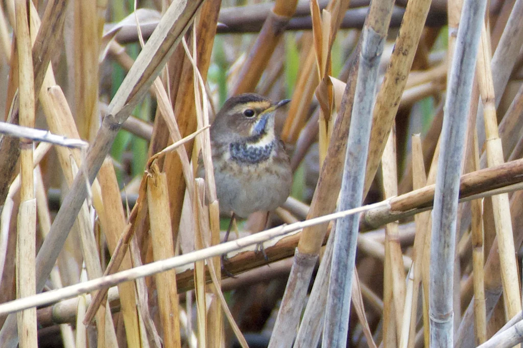 蓝喉歌鸲(Luscinia svecica)