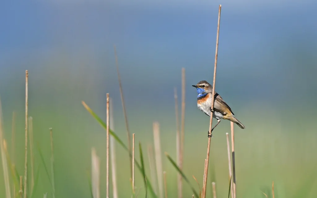 蓝喉歌鸲(Luscinia svecica)
