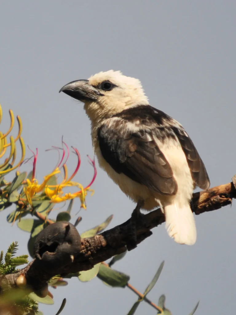 白头拟啄木鸟(Lybius leucocephalus)